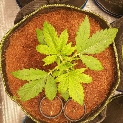Blue Dream Matic Tree 1 growlog timeline photo