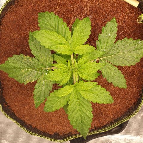 Gelato Auto Tree 1 growlog photo: See some magniaium defecensy In old Fan leave 