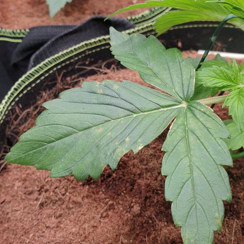 Gelato Auto Tree 1 growlog photo: See some magniaium defecensy In old Fan leave 