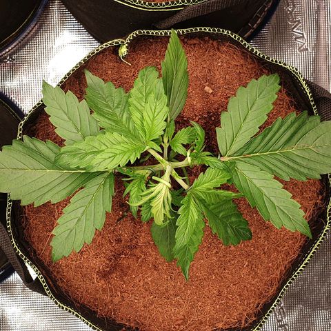 Blue Dream Matic Tree 1 growlog photo: Good helthy growing 