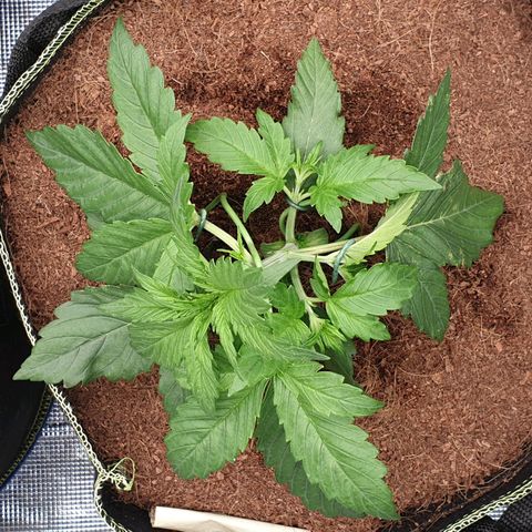 Gelato Auto Tree 1 growlog photo: Good helthy growing 🍃
