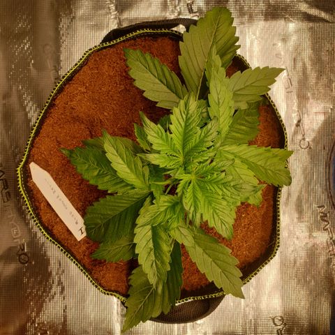 Blue Dream Matic Tree 1 growlog timeline photo