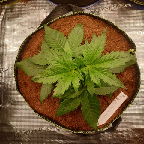 Blue Dream Matic Tree 2 growlog timeline photo
