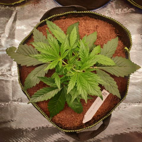 Blue Dream Matic Tree 3 growlog timeline photo