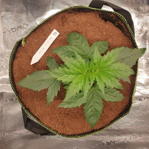 Gelato Auto Tree 2 growlog timeline photo