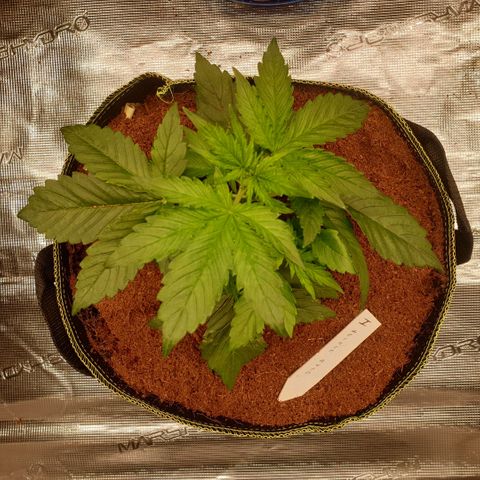 Gelato Auto Tree 1 growlog timeline photo