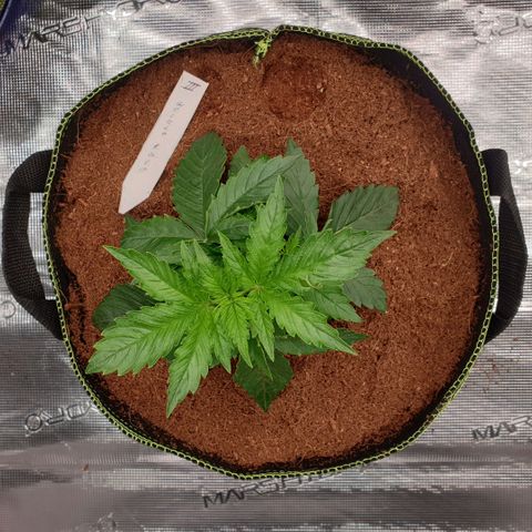 Gelato Auto Tree 3 growlog timeline photo