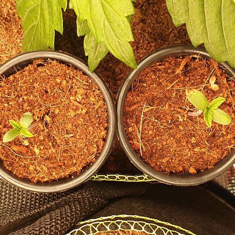 Blue Dream Matic Tree 2 growlog timeline photo