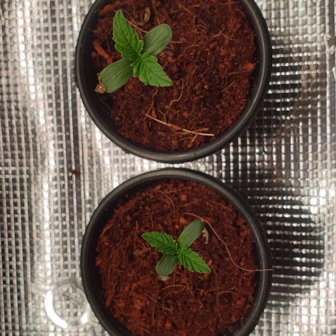 Blue Dream Matic Tree 2 growlog timeline photo