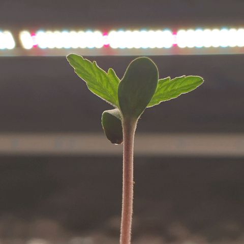 Blue Dream Matic Tree 2 growlog timeline photo