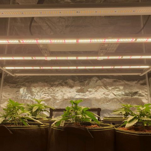 Blue Dream Matic Tree 2 growlog photo: Only use 3 light panel marshydro fc-E6500 smart grow ligth 

240w using for ligth 
All system running for around 260w
