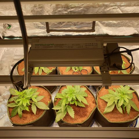 Blue Dream Matic Tree 2 growlog photo: Only use 3 light panel marshydro fc-E6500 smart grow ligth 

240w using for ligth 
All system running for around 260w
