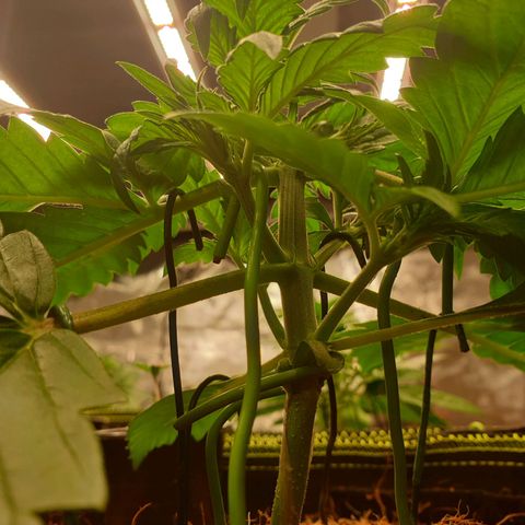 Blue Dream Matic Tree 2 growlog photo: Only use 3 light panel marshydro fc-E6500 smart grow ligth 

240w using for ligth 
All system running for around 260w
