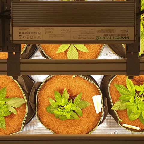 Blue Dream Matic Tree 2 growlog photo: Only use 3 light panel marshydro fc-E6500 smart grow ligth 

240w using for ligth 
All system running for around 260w
