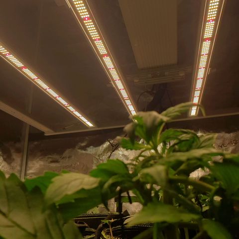 Blue Dream Matic Tree 2 growlog photo: Only use 3 light panel marshydro fc-E6500 smart grow ligth 

240w using for ligth 
All system running for around 260w
