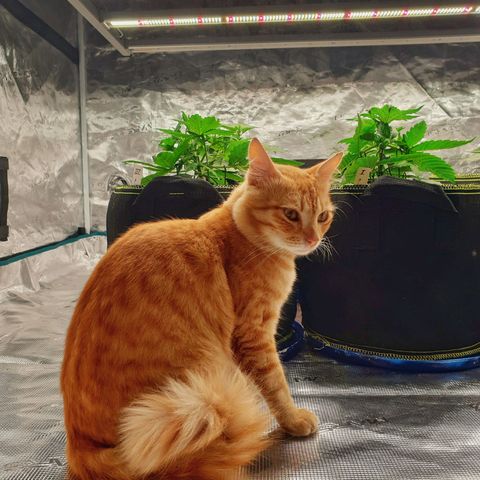 Blue Dream Matic Tree 2 growlog timeline photo