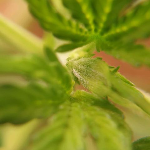 Blue Dream Matic Tree 1 growlog photo: Greeny helthy plants 