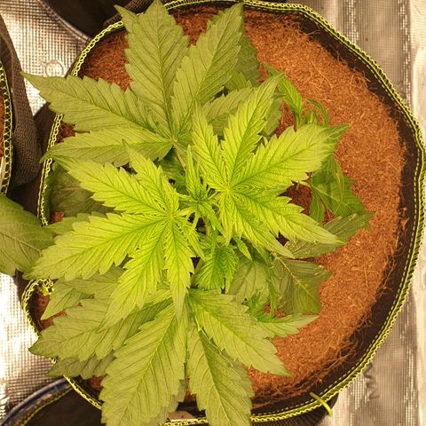 Gelato Auto Tree 1 growlog photo: Greeny helthy plant 🍃🌱