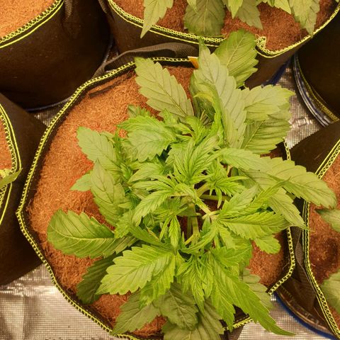 Blue Dream Matic Tree 1 growlog photo: Greeny helthy plants 