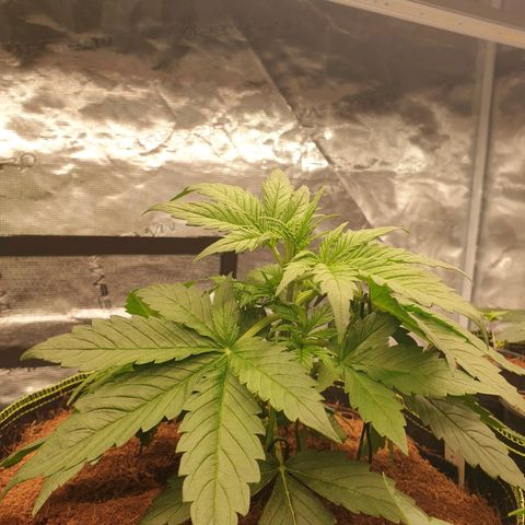 Gelato Auto Tree 1 growlog photo: Greeny helthy plant 🍃🌱