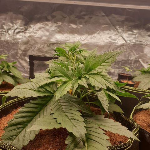 Blue Dream Matic Tree 1 growlog photo: Greeny helthy plants 