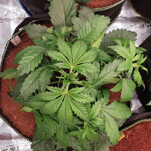 Blue Dream Matic Tree 1 growlog photo: Good helthy growing  🌱