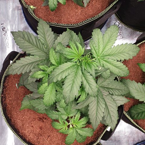 Gelato Auto Tree 1 growlog photo: Good helthy growing . 