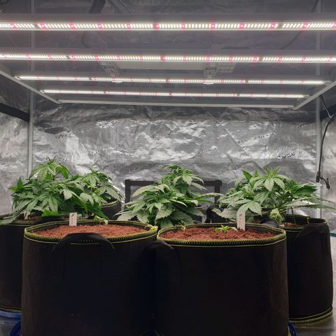 Blue Dream Matic Tree 2 growlog photo: Tody we deside on anoth ligth panal so now 4 ligth panal on and up to light brightness 30% 
Around ppfd 700 