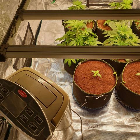 Blue Dream Matic Tree 2 growlog photo: Add New Dehumidifier For Reduce RH %