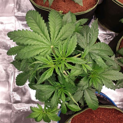 Blue Dream Matic Tree 1 growlog photo: Good helthy growing  🌱