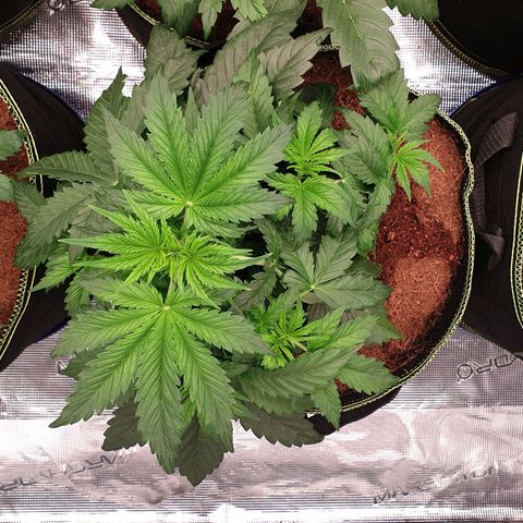 Gelato Auto Tree 1 growlog photo: Good helthy growing  🌱