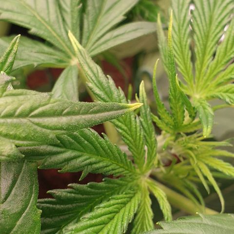 Blue Dream Matic Tree 3 growlog photo: see some yellow marks her leves 

Solution -  give her to less fertilizer add more woter 
And change plant position will wt happened 