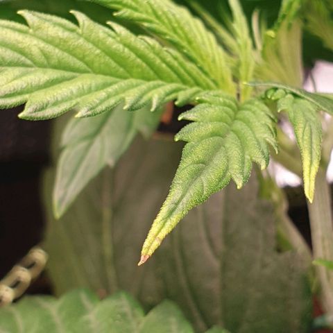 Blue Dream Matic Tree 3 growlog photo: see some yellow marks her leves 

Solution -  give her to less fertilizer add more woter 
And change plant position will wt happened 