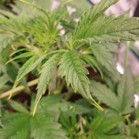 Blue Dream Matic Tree 3 growlog photo: see some yellow marks her leves 

Solution -  give her to less fertilizer add more woter 
And change plant position will wt happened 