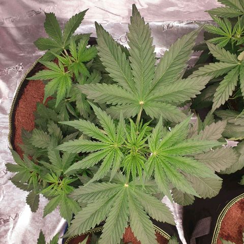 Gelato Auto Tree 1 growlog photo: Good helthy growing 🌱