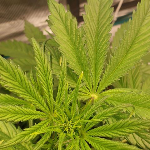 Blue Dream Matic Tree 1 growlog timeline photo