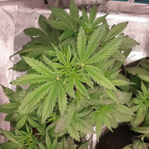 Blue Dream Matic Tree 1 growlog photo: Still see some nutrition burn i think 
