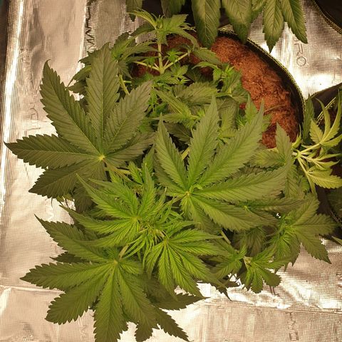 Gelato Auto Tree 1 growlog photo: Helthy growing  🌱