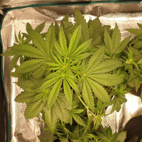 Blue Dream Matic Tree 1 growlog photo: Helthy growing 🌱