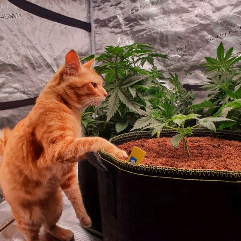 Blue Dream Matic Tree 2 growlog timeline photo