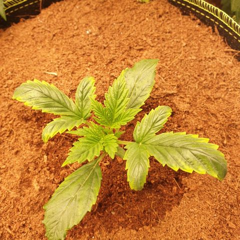 Blue Dream Matic Tree 3 growlog photo: See some yellow burn 
So decide to chek grow mediam PH and get some solution -

Adjusted light distance .
Let them dry for go aware All fertilizer. 