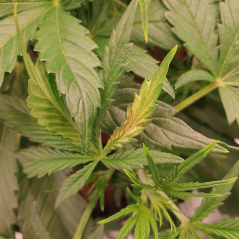 Blue Dream Matic Tree 3 growlog photo: See some yellow burn 
So decide to chek grow mediam PH and get some solution -

Adjusted light distance .
Let them dry for go aware All fertilizer. 