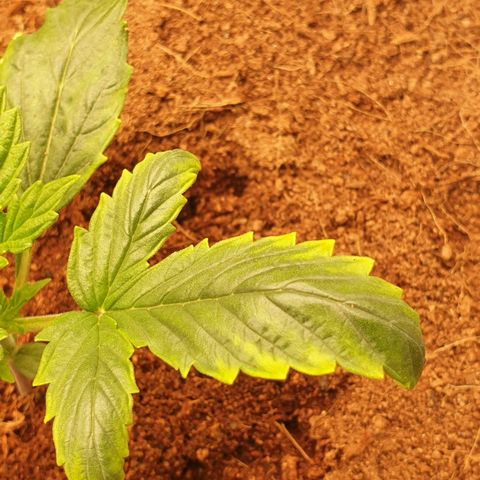 Blue Dream Matic Tree 3 growlog photo: See some yellow burn 
So decide to chek grow mediam PH and get some solution -

Adjusted light distance .
Let them dry for go aware All fertilizer. 
