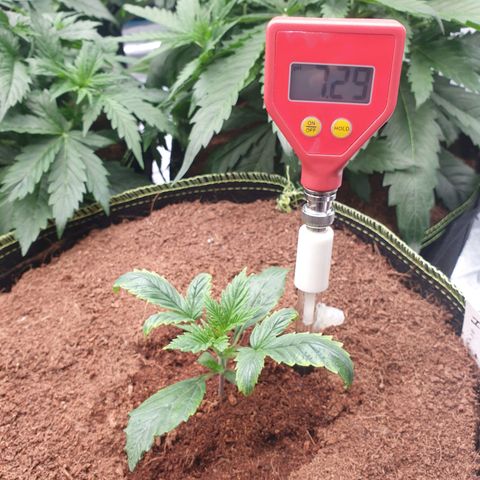 Blue Dream Matic Tree 3 growlog photo: See some yellow burn 
So decide to chek grow mediam PH and get some solution -

Adjusted light distance .
Let them dry for go aware All fertilizer. 