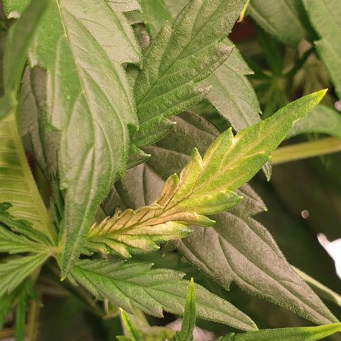Blue Dream Matic Tree 3 growlog photo: See some yellow burn 
So decide to chek grow mediam PH and get some solution -

Adjusted light distance .
Let them dry for go aware All fertilizer. 