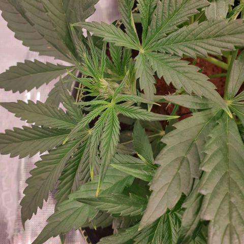 Blue Dream Matic Tree 3 growlog photo: See some yellow burn 
So decide to chek grow mediam PH and get some solution -

Adjusted light distance .
Let them dry for go aware All fertilizer. 