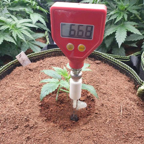 Blue Dream Matic Tree 3 growlog photo: See some yellow burn 
So decide to chek grow mediam PH and get some solution -

Adjusted light distance .
Let them dry for go aware All fertilizer. 