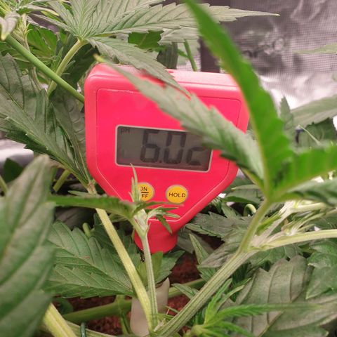 Blue Dream Matic Tree 3 growlog photo: See some yellow burn 
So decide to chek grow mediam PH and get some solution -

Adjusted light distance .
Let them dry for go aware All fertilizer. 