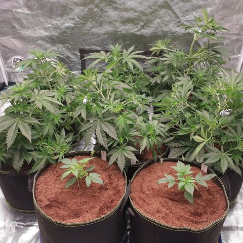 Blue Dream Matic Tree 2 growlog timeline photo