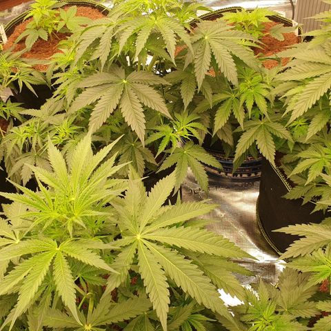Blue Dream Matic Tree 2 growlog photo: 🍃🍃🍃🍃🍃😋